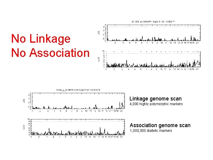 No Linkage No Association Linkage genome scan 4, 000 highly polymorphic markers Association genome