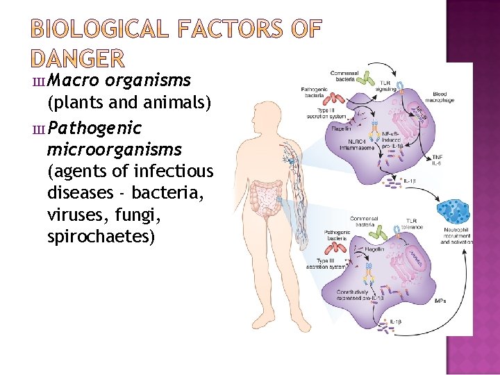 Ш Macro organisms (plants and animals) Ш Pathogenic microorganisms (agents of infectious diseases -