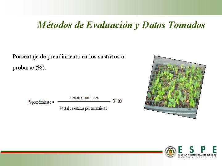 Métodos de Evaluación y Datos Tomados Porcentaje de prendimiento en los sustratos a probarse