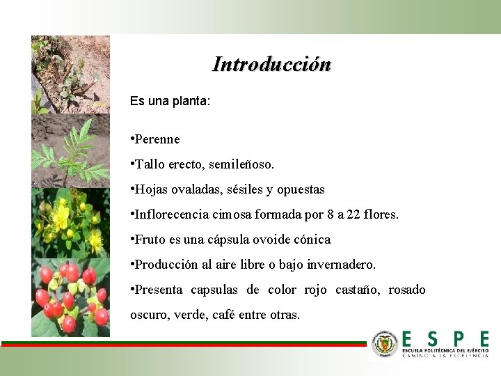 Introducción Es una planta: • Perenne • Tallo erecto, semileñoso. • Hojas ovaladas, sésiles