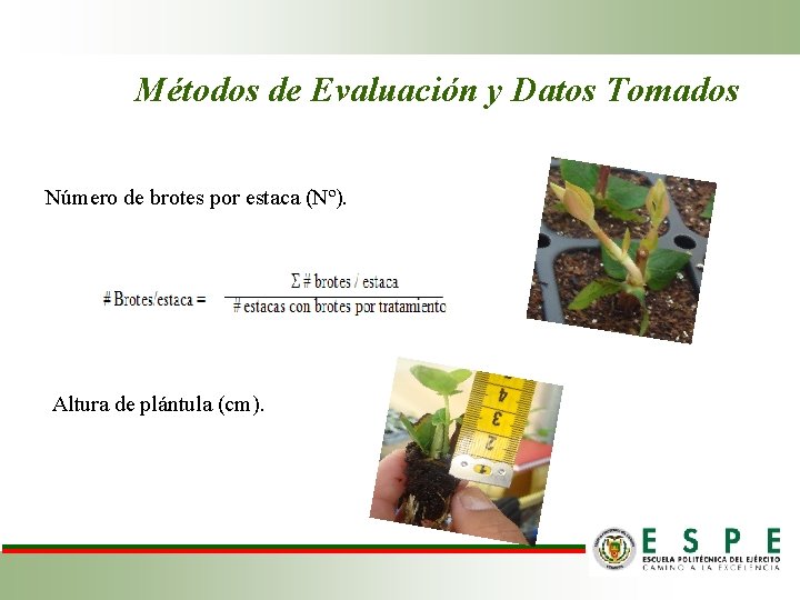 Métodos de Evaluación y Datos Tomados Número de brotes por estaca (Nº). Altura de