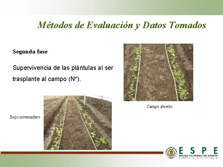 Métodos de Evaluación y Datos Tomados Segunda fase Supervivencia de las plántulas al ser