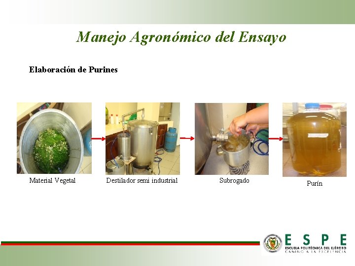 Manejo Agronómico del Ensayo Elaboración de Purines Material Vegetal Destilador semi industrial Subrogado Purín