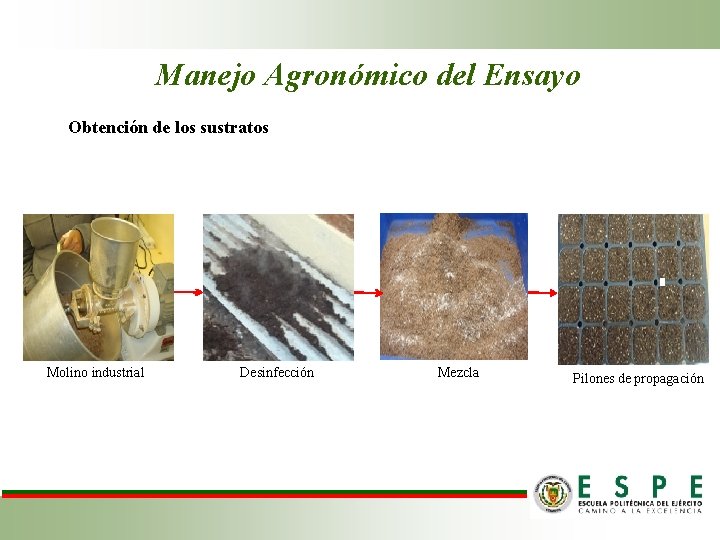 Manejo Agronómico del Ensayo Obtención de los sustratos Molino industrial Desinfección Mezcla Pilones de