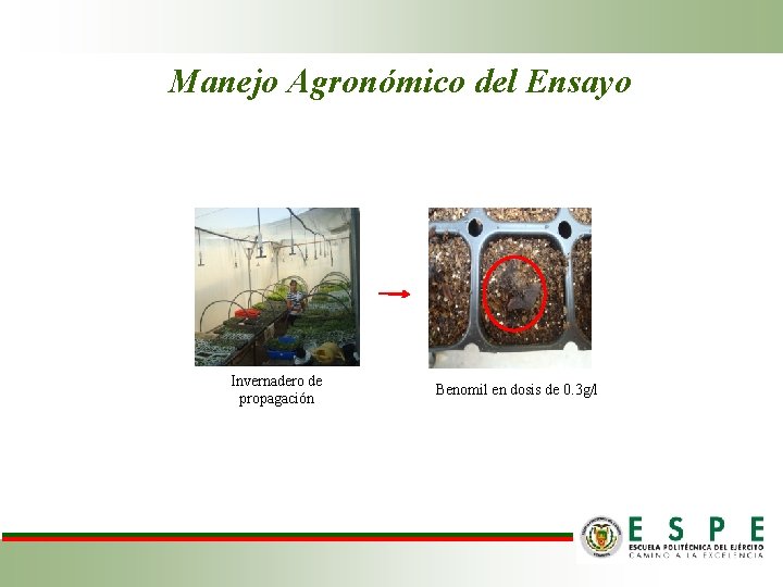 Manejo Agronómico del Ensayo Invernadero de propagación Benomil en dosis de 0. 3 g/l