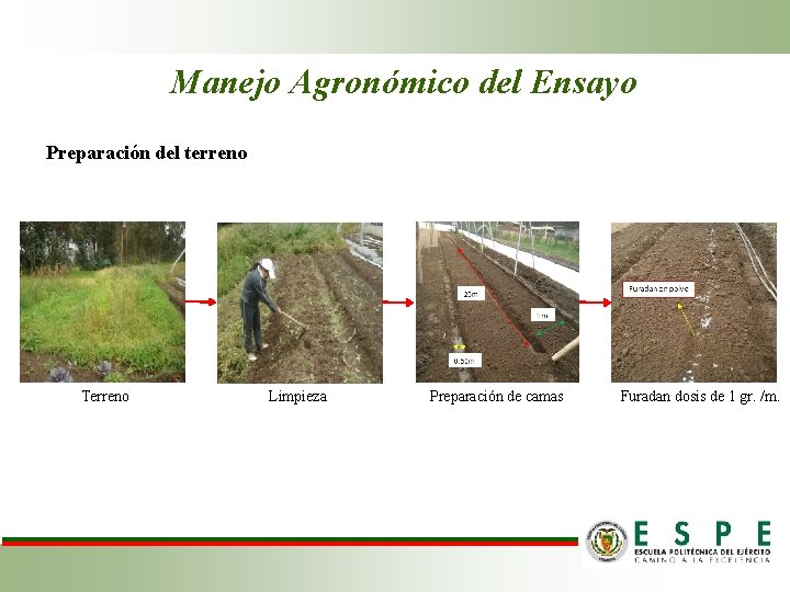 Manejo Agronómico del Ensayo Preparación del terreno Terreno Limpieza Preparación de camas Furadan dosis