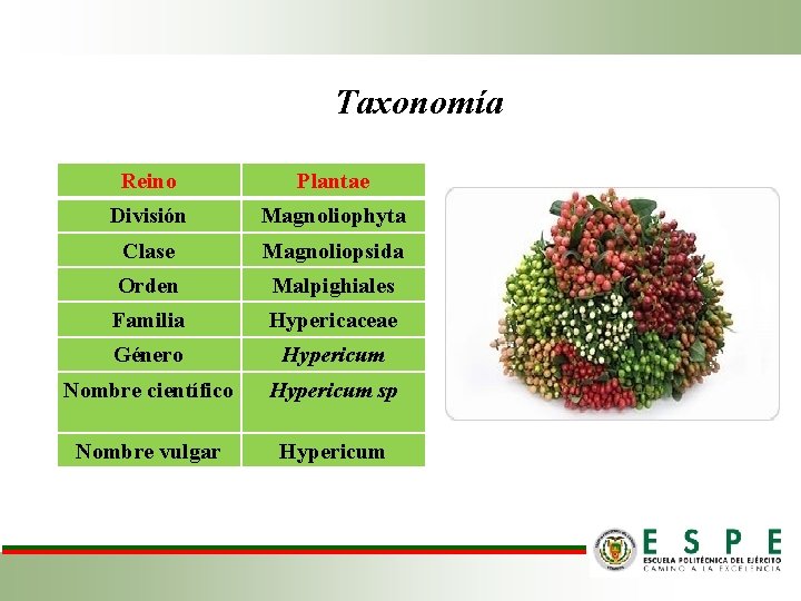 Taxonomía Reino Plantae División Magnoliophyta Clase Magnoliopsida Orden Malpighiales Familia Hypericaceae Género Hypericum Nombre