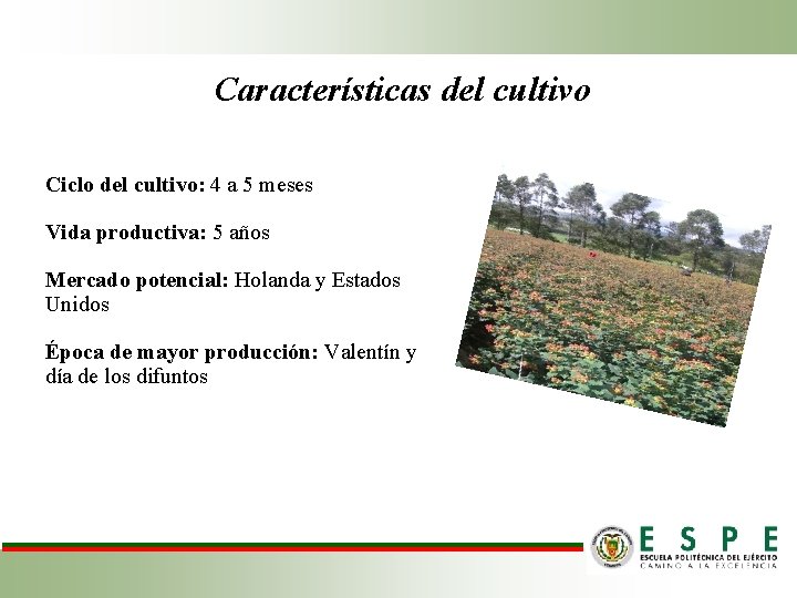 Características del cultivo Ciclo del cultivo: 4 a 5 meses Vida productiva: 5 años