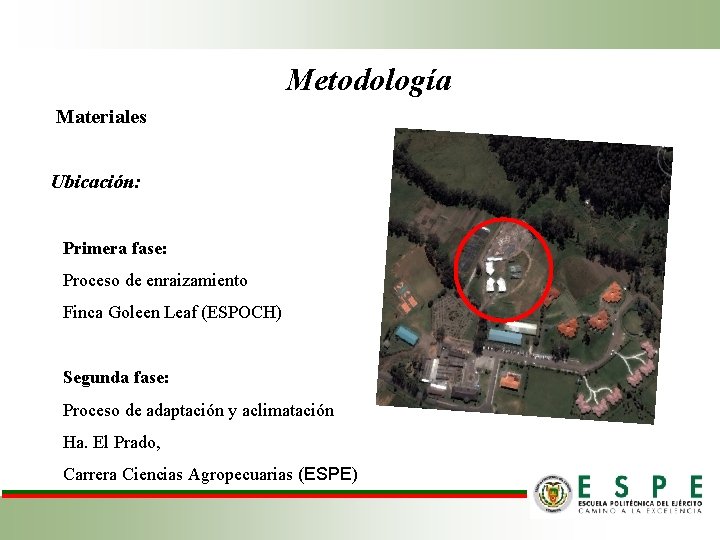 Metodología Materiales Ubicación: Primera fase: Proceso de enraizamiento Finca Goleen Leaf (ESPOCH) Segunda fase: