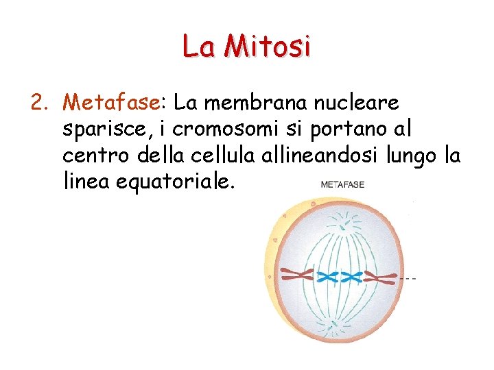 La Mitosi 2. Metafase: La membrana nucleare sparisce, i cromosomi si portano al centro