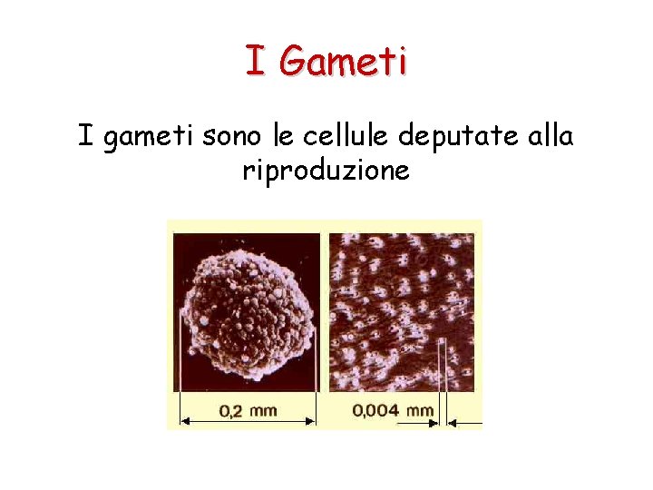 I Gameti I gameti sono le cellule deputate alla riproduzione 