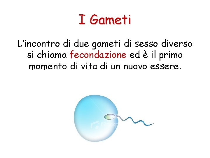 I Gameti L’incontro di due gameti di sesso diverso si chiama fecondazione ed è