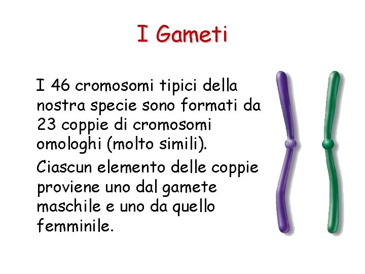 I Gameti I 46 cromosomi tipici della nostra specie sono formati da 23 coppie