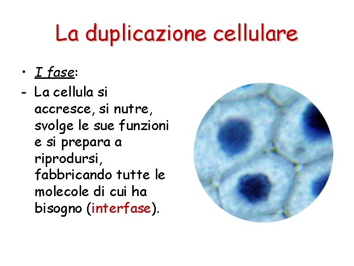 La duplicazione cellulare • I fase: - La cellula si accresce, si nutre, svolge