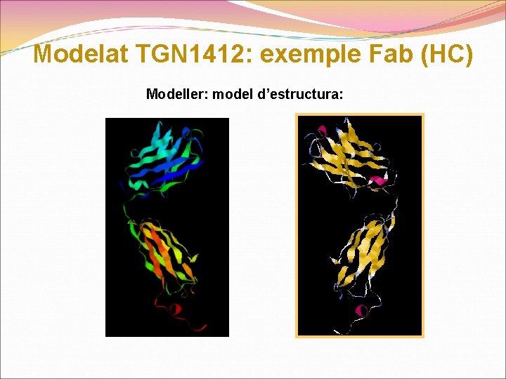 Modelat TGN 1412: exemple Fab (HC) Modeller: model d’estructura: 