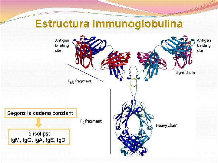 Estructura immunoglobulina Segons la cadena constant 5 isotips: Ig. M, Ig. G, Ig. A,