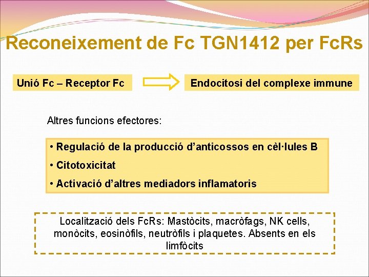 Reconeixement de Fc TGN 1412 per Fc. Rs Unió Fc – Receptor Fc Endocitosi