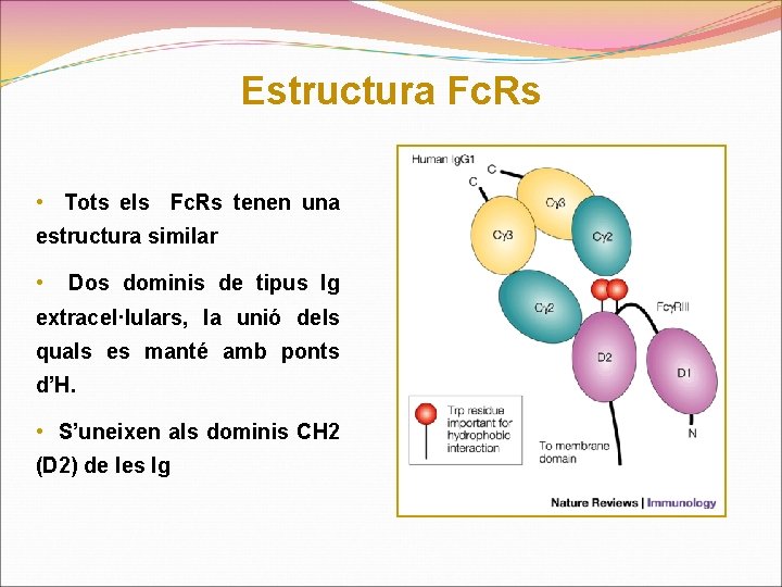 Estructura Fc. Rs • Tots els Fc. Rs tenen una estructura similar • Dos