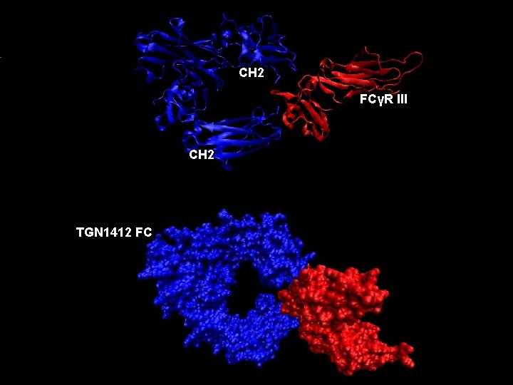 CH 2 FCγR III CH 2 TGN 1412 FC 