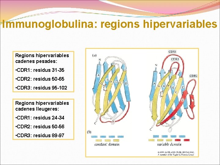 Immunoglobulina: regions hipervariables Regions hipervariables cadenes pesades: • CDR 1: residus 31 -35 •