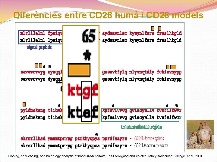 Diferències entre CD 28 humà i CD 28 models animals Cloning, sequencing, and homology