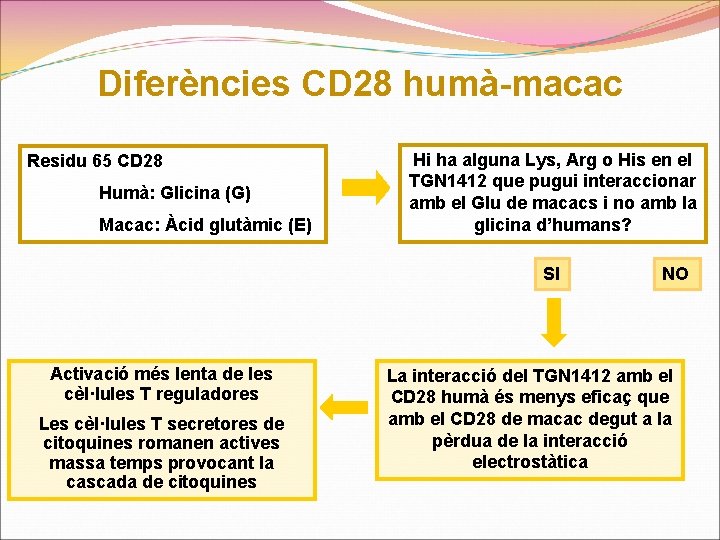 Diferències CD 28 humà-macac Residu 65 CD 28 Humà: Glicina (G) Macac: Àcid glutàmic