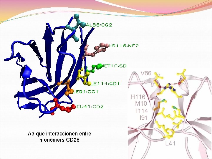 Aa que interaccionen entre monòmers CD 28 