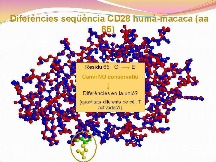 Diferències seqüència CD 28 humà-macaca (aa 65) 