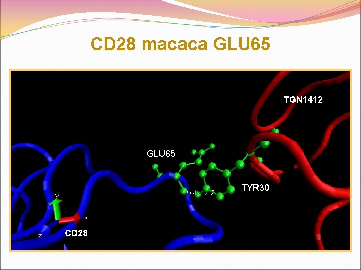 CD 28 macaca GLU 65 TGN 1412 GLU 65 TYR 30 CD 28 