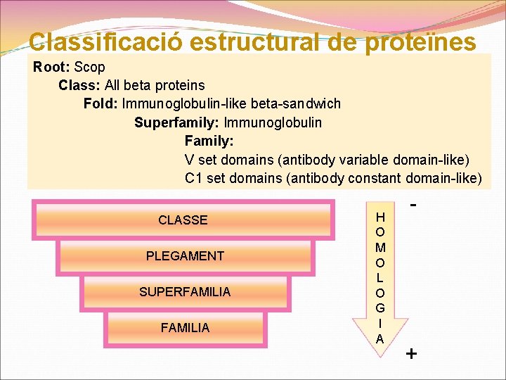 Classificació estructural de proteïnes Root: Scop Class: All beta proteins Fold: Immunoglobulin-like beta-sandwich SCOP