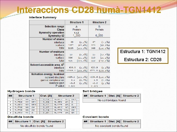 Interaccions CD 28 humà-TGN 1412 Estructura 1: TGN 1412 Estructura 2: CD 28 