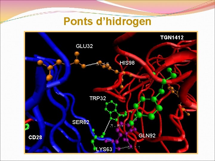 Ponts d’hidrogen TGN 1412 GLU 32 HIS 98 TRP 32 SER 62 GLN 92