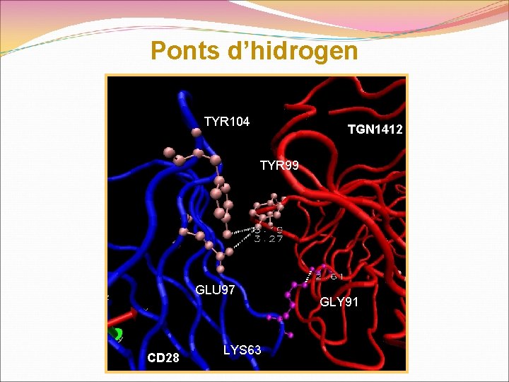 Ponts d’hidrogen TYR 104 TGN 1412 TYR 99 GLU 97 CD 28 LYS 63