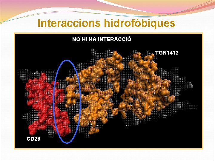 Interaccions hidrofòbiques NO HI HA INTERACCIÓ TGN 1412 CD 28 