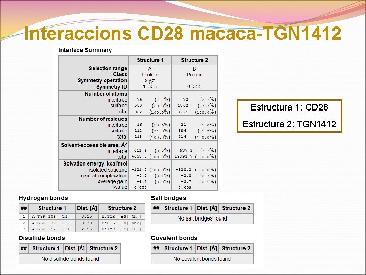 Interaccions CD 28 macaca-TGN 1412 Estructura 1: CD 28 Estructura 2: TGN 1412 