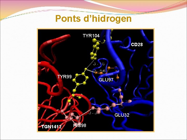 Ponts d’hidrogen TYR 104 CD 28 TYR 99 GLU 97 GLU 32 TGN 1412