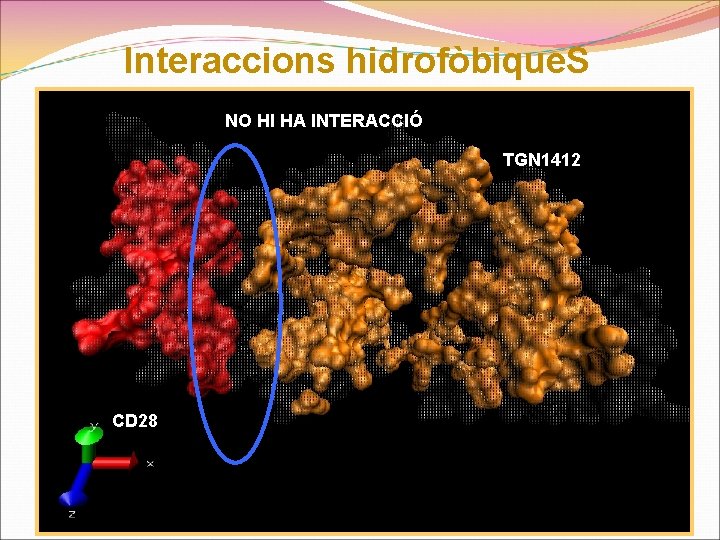 Interaccions hidrofòbique. S NO HI HA INTERACCIÓ TGN 1412 CD 28 