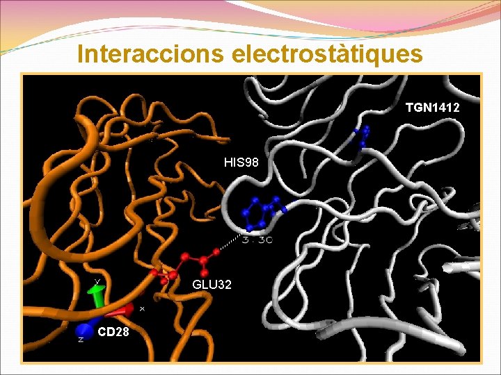 Interaccions electrostàtiques TGN 1412 HIS 98 GLU 32 CD 28 
