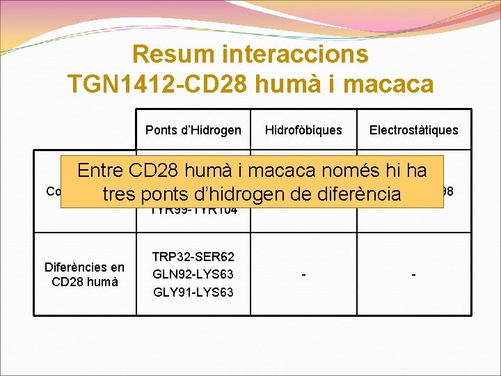 Resum interaccions TGN 1412 -CD 28 humà i macaca Ponts d’Hidrogen Hidrofòbiques Electrostàtiques Entre