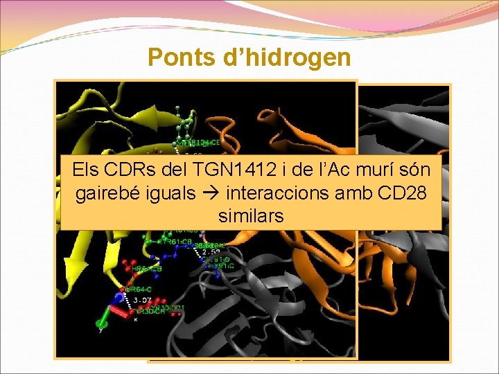 Ponts d’hidrogen Els CDRs del TGN 1412 i de l’Ac murí són gairebé iguals