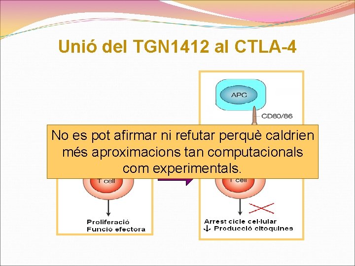 Unió del TGN 1412 al CTLA-4 No es pot afirmar ni refutar perquè caldrien