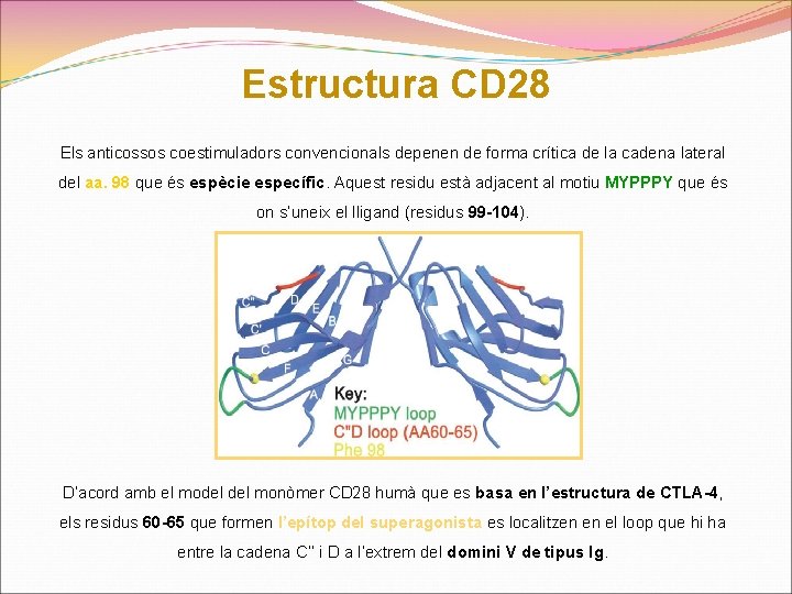 Estructura CD 28 Els anticossos coestimuladors convencionals depenen de forma crítica de la cadena