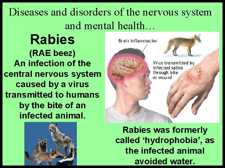 Diseases and disorders of the nervous system and mental health… Rabies (RAE beez) An