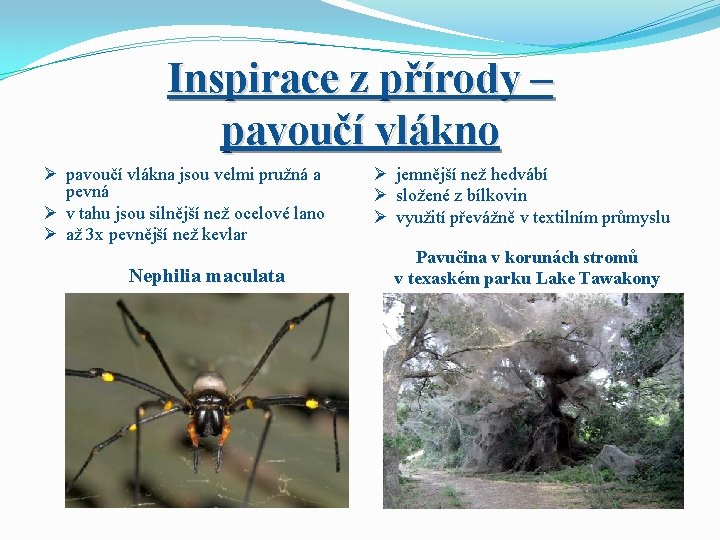 Inspirace z přírody – pavoučí vlákno Ø pavoučí vlákna jsou velmi pružná a pevná