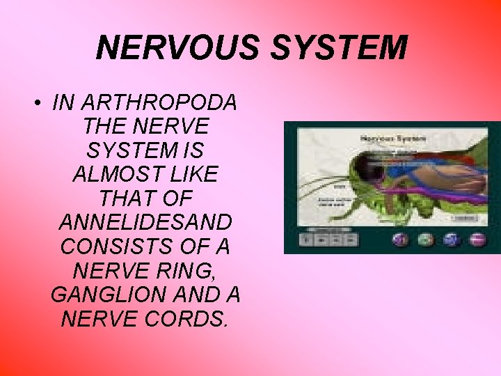 NERVOUS SYSTEM • IN ARTHROPODA THE NERVE SYSTEM IS ALMOST LIKE THAT OF ANNELIDESAND