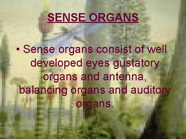 SENSE ORGANS • Sense organs consist of well developed eyes gustatory organs and antenna,
