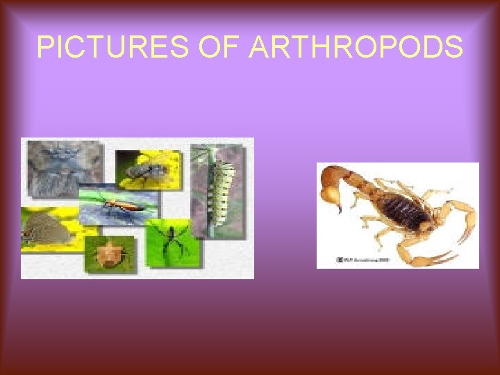 PICTURES OF ARTHROPODS 