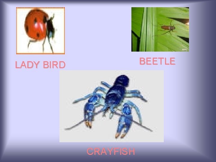 BEETLE LADY BIRD CRAYFISH 