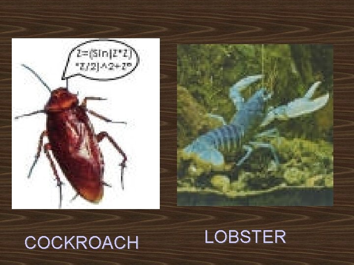 COCKROACH LOBSTER 
