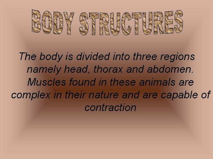 The body is divided into three regions namely head, thorax and abdomen. Muscles found